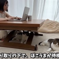 テロップ「そんなやり取りの～」
