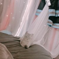 こちらを見つめる子猫