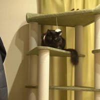 タワーの上にいる黒猫