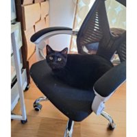 椅子に座る猫
