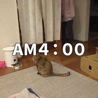 早朝にリビングにいる猫