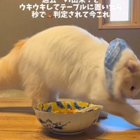 砂をかける仕草をする猫