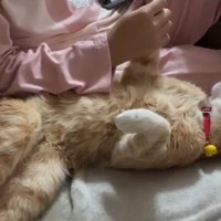 女の子に前足を触られながら眠る猫
