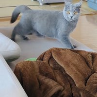 ソファでステップを踏むブリティッシュショートヘア