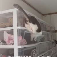 ケースの中に入っていく猫