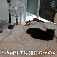 ベッドのまわりの3匹