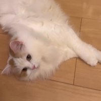 床で転がる猫2