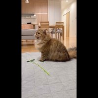 鳴いている姿(横から)