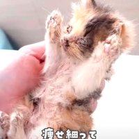 硬直している子猫