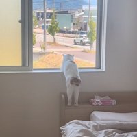 窓の外を眺める猫の後ろ姿2