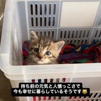箱の中の子猫