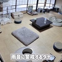 「雨音に...」のテロップ写真