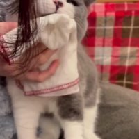 顔を拭かれる猫