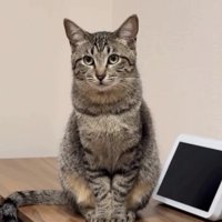 座っているキジトラ猫