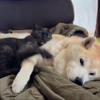 横になっている犬と猫