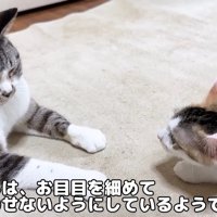 成猫の前にいる子猫