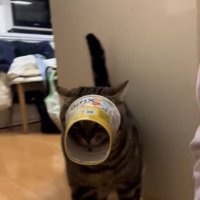 容器から顔が抜けなくなって後退りするアメリカンショートヘア