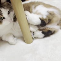 寝転がっている長毛猫