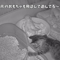 「筒形のおもちゃも...」のテロップ写真