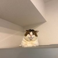 こちらに向き直す猫
