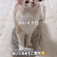 ふみふみしている猫