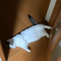 ドアを開けたところで寝転んでいる猫