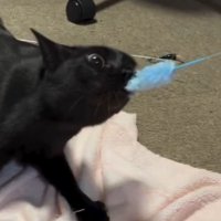 ねこじゃらしをがっちりと咥える猫