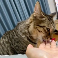 手を舐める猫