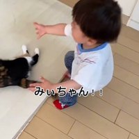 保護猫に駆け寄る男の子