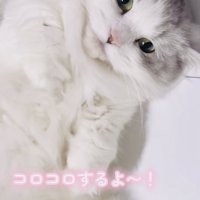 体にコロコロをされるミヌエット