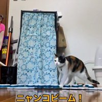 ボタンを押す猫