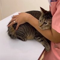 怖がる猫2