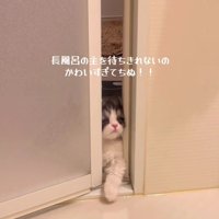 バスルームに入ろうとするトトロちゃん