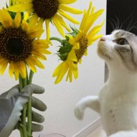 ヒマワリと猫