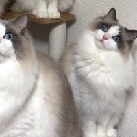 カメラを見つめながら首をかしげる猫