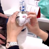 診察される猫