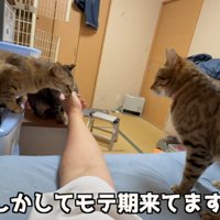 指をかぐ猫