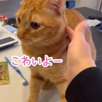 首を撫でられて固まる猫
