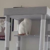 キャットタワーの穴に顔を入れている猫