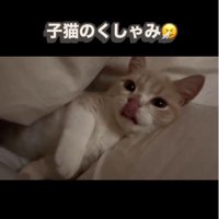 布団の間に横になっている子猫