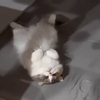 へそ天する猫