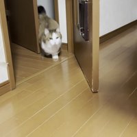 ドアから出てくる猫の写真2