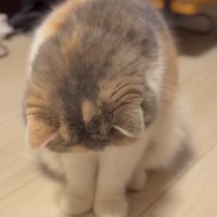 右向く猫だけ切り抜き