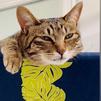 うたた寝するキジトラ猫