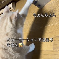 貯金箱に触るスコティッシュフォールド