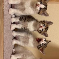 向かって右から2番目のあくびしている子猫と3匹の子猫