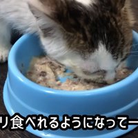 立ってごはんを食べる子猫