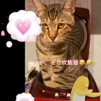 炊飯器に入る猫