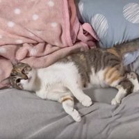 ベッドの上の猫