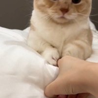 猫の胸元を触っている人